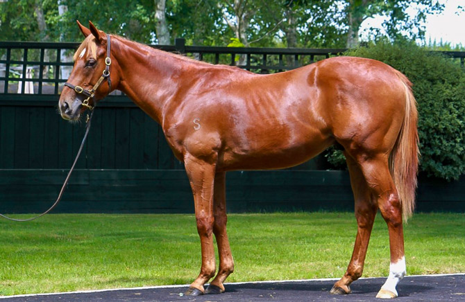 Vassilator as a yearling