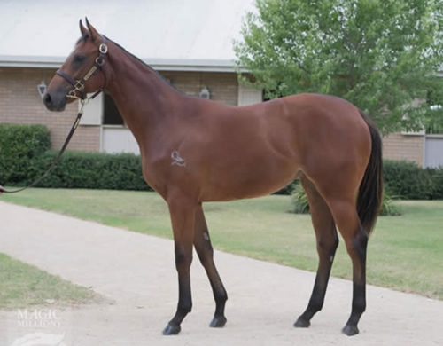 Kingstar Amber as a yearling