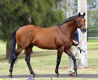 Royal Academy is the sire of Swinging Bachelor