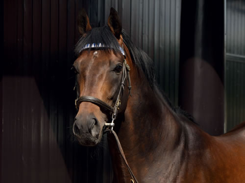 Epaulette is the sire of Gallagher